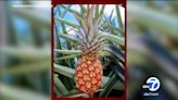 $400 Rubyglow pineapple sold out at Vernon-based Melissa's Produce