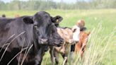 More Albertans are buying entire cows to fill their freezers, say cattle ranchers