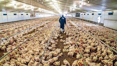 ¿Nueva pandemia de gripe aviar?: mitos y verdades | El Universal