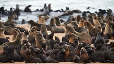A Fur Seal Rabies Outbreak In South Africa Has Surfers on Edge