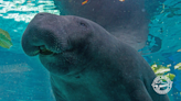 Opinion: Manatees no longer cute? What's the world coming to?