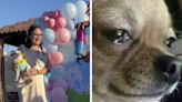 "¡El perrhijo salió volando!": Mamá se emociona en fiesta de revelación y avienta a su mascota
