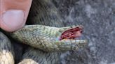 Estas serpientes no solo fingen su propia muerte, sino que utilizan sangrientos efectos especiales para hacerlo