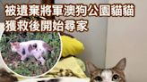 將軍澳環保大道狗公園貓貓早前獲救起 性格溫馴開始尋家