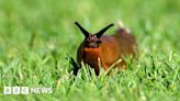 Shropshire researchers appeal to send 1,000 slugs by post