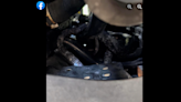 ‘New fear unlocked.’ Huge snake found curled up under hood of car, photos show