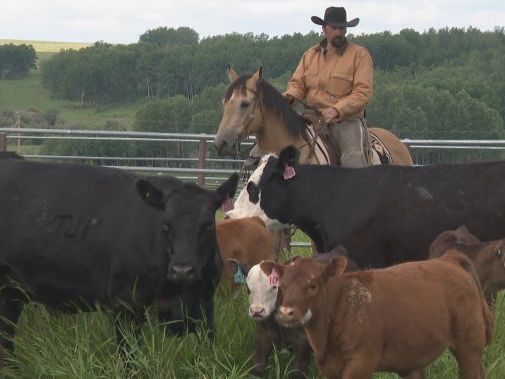 New University of Calgary research looks to help Stampede animals | Globalnews.ca