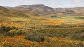 South Africa's Super Bloom Has the Best Wildflower Views in the Country