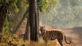 Alarming Rise In Tiger Deaths in Madhya Pradesh Reserve: Report