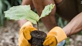 South Bend hosting two Arbor Day tree giveaways