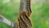 Feeling itchy? Rash-causing caterpillar wreaking havoc in New England back in N.H. after 75 years