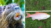 'Rodent rat,' parasite-spreading fish, and more join Ont. invasive species list