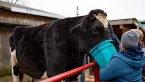 Oregon steer named Romeo officially the tallest in the world | Fox 11 Tri Cities Fox 41 Yakima
