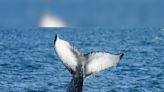 World's rarest whale sighted on New Zealand beach: Scientists