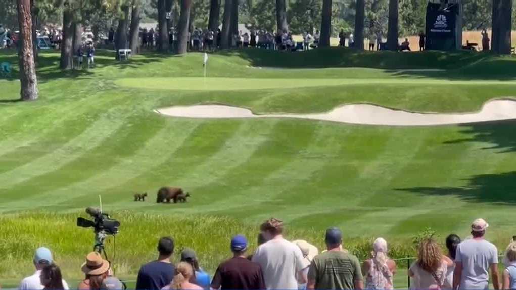 Surprise entrance: Family of bears walks across fairway during ACC golf tournament in Tahoe