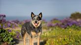 Australian Cattle Dog Who Acts Like a Cat Has People Flabbergasted