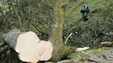 16-year-old boy accused of cutting down landmark tree ‘loved by millions’ in England