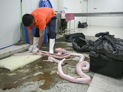 Carne de serpiente, una alternativa para una dieta rica en proteínas