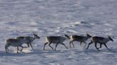 B.C. establishes largest provincial park in a decade to protect threatened caribou