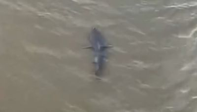 Terrifying moment shark appears just yards from Bournemouth beachgoers
