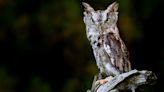 Tiny Screech Owl Camouflages So Well Against Tree Bark He's Practically Invisible