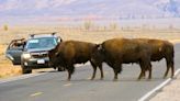 The Return of the American Bison Is an Environmental Boon—and a Logistical Mess