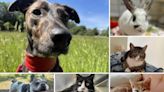 6 pets from RSPCA Dorset who are looking for loving new homes