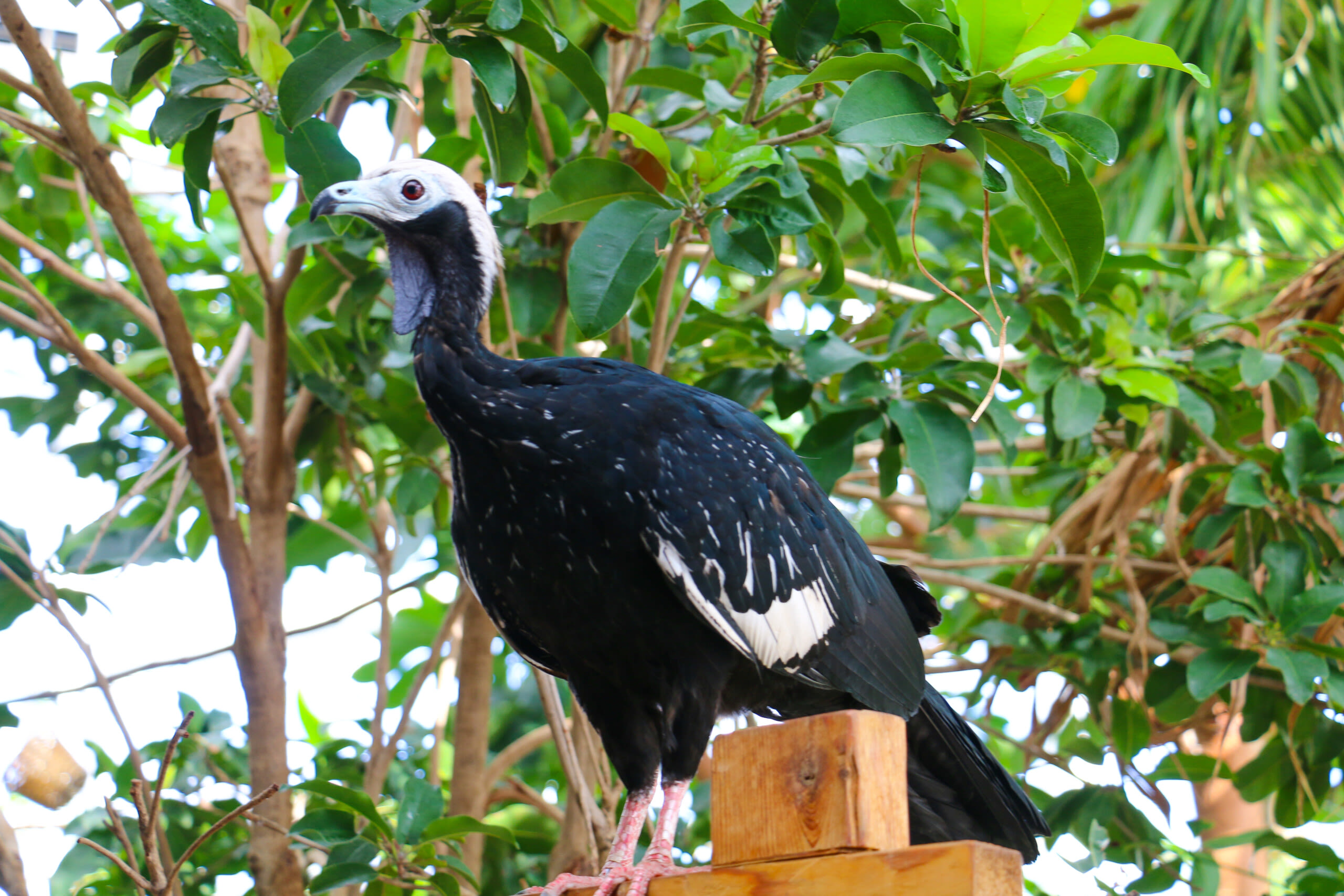 Roger Williams Park Zoo asking for public's help in finding two exotic birds | ABC6