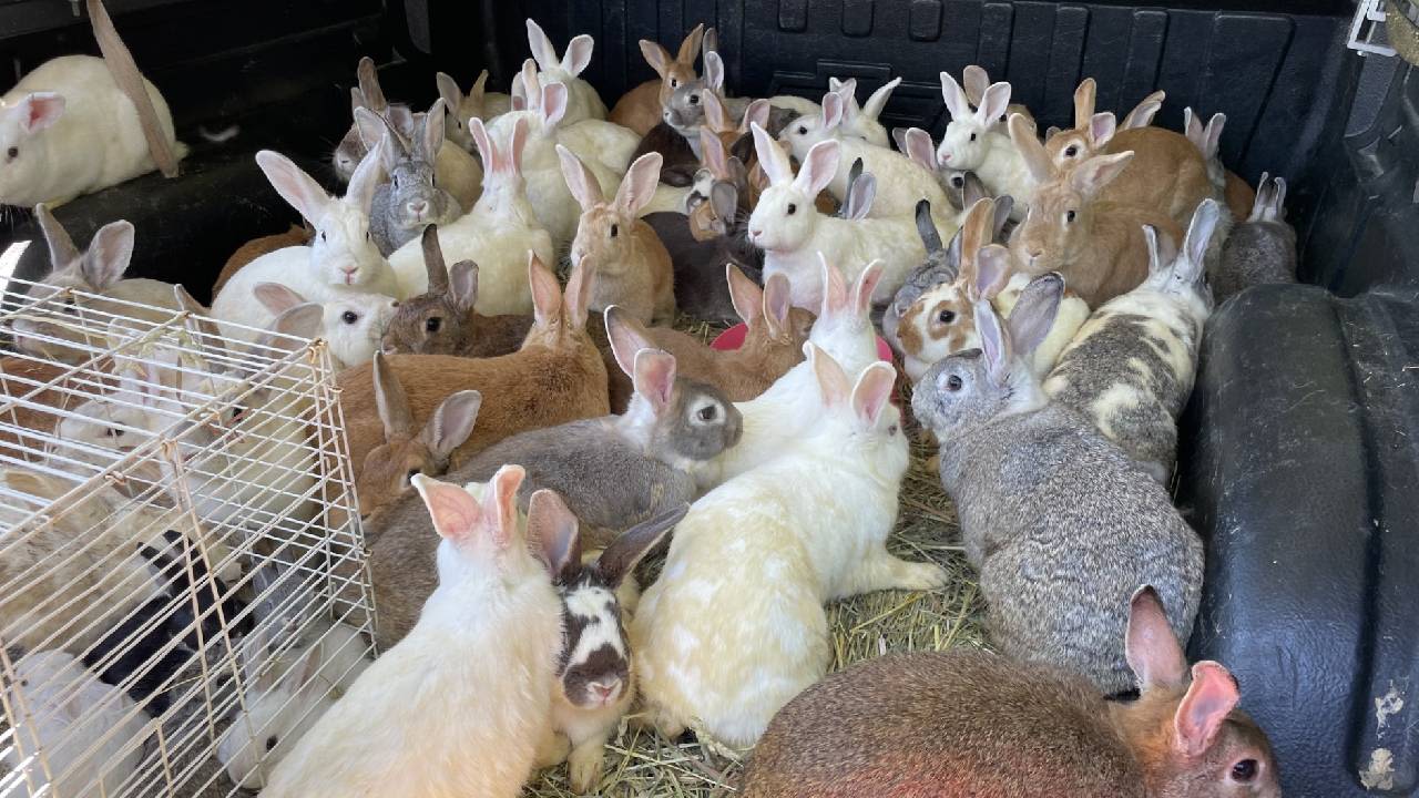 Local rescue takes in 61 rabbits, in desperate need of supplies