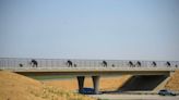 ¿Por qué hay mamuts de Columbia cruzando la Highway 99 en Merced? Descúbrelo aquí