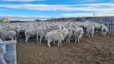 Ine reportó caída en beneficio de ganado ovino y alza en producción de carne en Magallanes