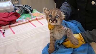 Oakland Zoo cares for 4-week-old mountain lion cub orphaned in Sierra