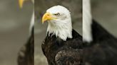 US Names Bald Eagle As National Bird, 200 Years After It Became Country's Symbol