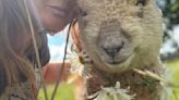 Mum vows to keep breeding adorable breed of sheep to stop them from going extinct