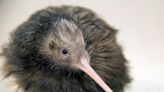 El Zoo de Miami se disculpa por un polémico video de un kiwi, ave nacional de Nueva Zelanda