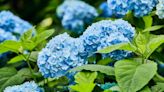 These plants are your best bets for summertime blues (in the garden)