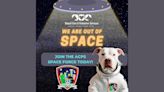 Join ‘Space Force:’ Jacksonville Animal Care & Protective Services needs foster homes for 60 dogs