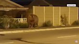Watch: Escaped hippo wanders through suburban neighborhood