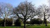 Conservation adviser for the crown estate staunchly advocates for King Charles' protection of ancient trees in Britain: 'Our single biggest obligation is the care of our ancient trees'