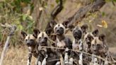 Golden Retriever Raises Endangered African Wild Dog Pups in Zoo