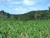 Vaitogi, American Samoa