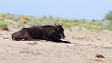 WATCH: Woman Gets Gored By Bull After Ignoring Warnings From Beachgoers | iHeart