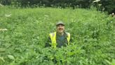 Volunteers tackle invasive species at beauty spot