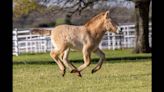 Rare horse — once believed extinct — ‘thriving’ at new CA home. See ‘energetic’ foal