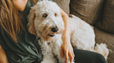 Goldendoodle's Intent Focus As Humans Go Through Cheese-Filled Grocery List Is Priceless
