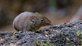 Five new species of soft-furred hedgehogs have been identified