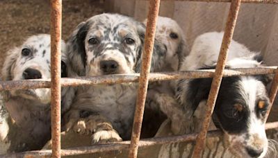 RTB upholds eviction notice on Castlecomer tenant who allegedly ran a puppy farm