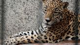 ‘He visto un lindo gatito’: ¿Por qué los jaguares está ‘visitando’ casas en Cancún?