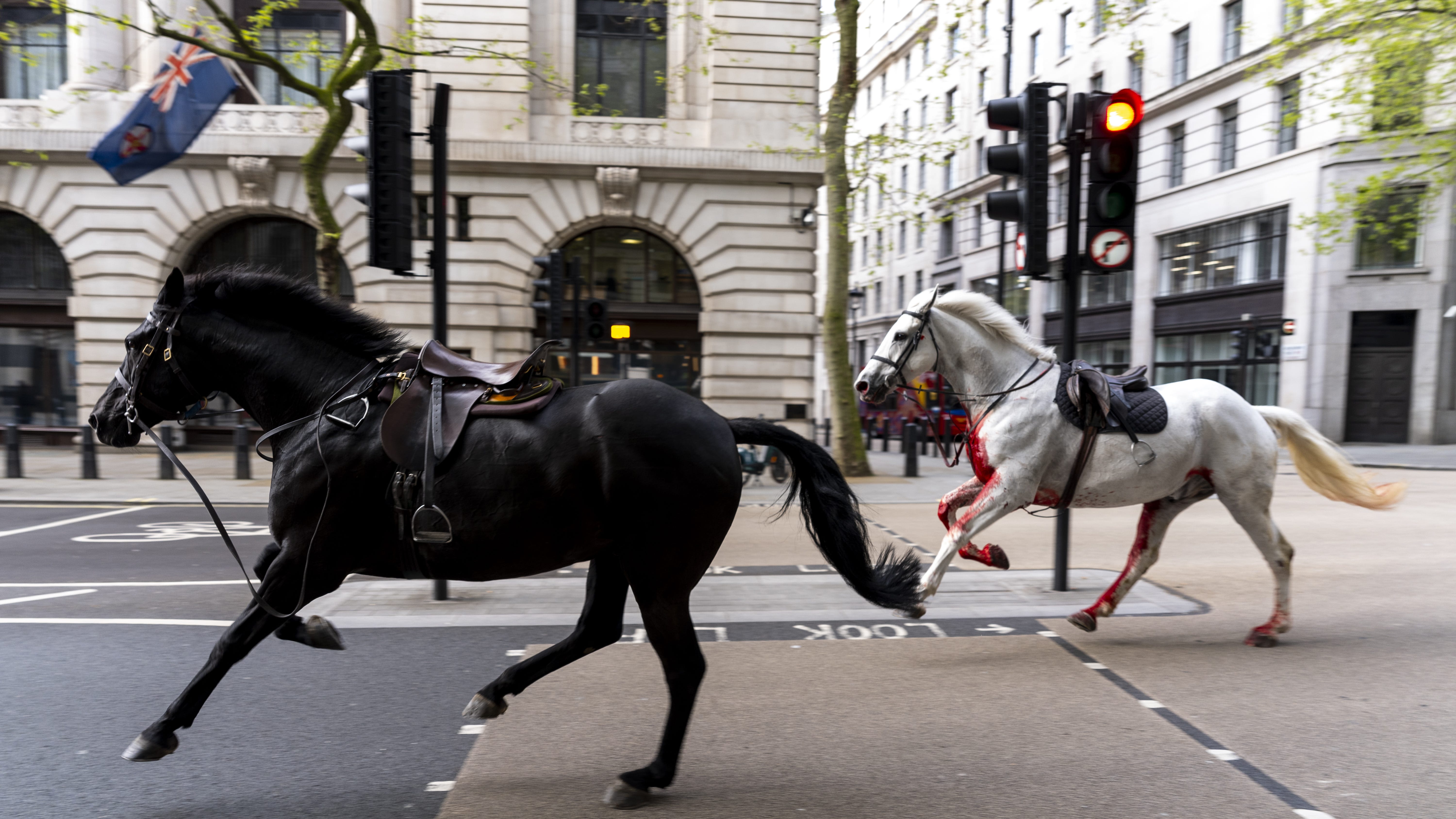 Two military horses undergo operations after running loose in London – Army