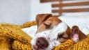 Do dogs dream? The answer might make you appreciate your pup even more.